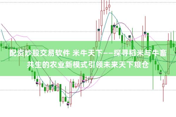 配资炒股交易软件 米牛天下——探寻稻米与牛畜共生的农业新模式引领未来天下粮仓